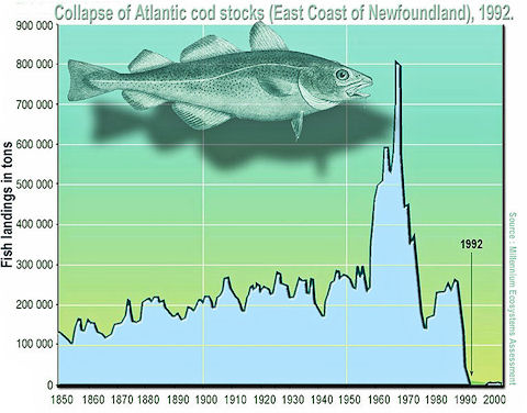 collapse of atlantic cod