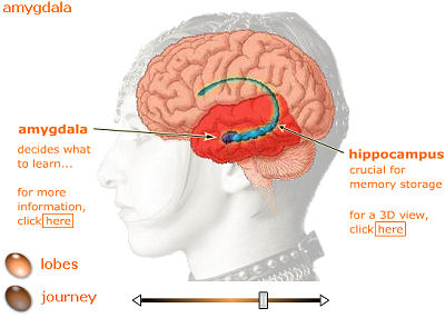 Learning Brain