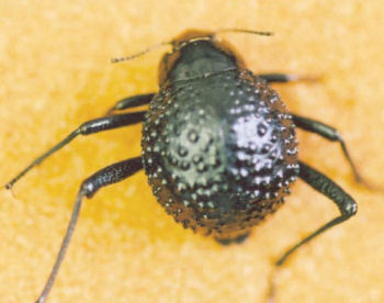 Stenocara beetle