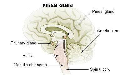 The pineal gland