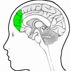 pre-frontal cortex