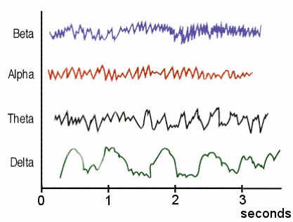 brain waves