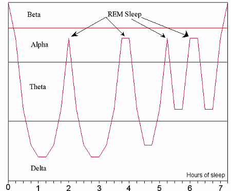 REM sleep