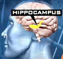 hippocampus