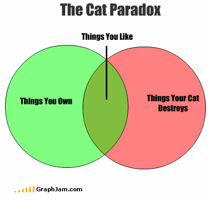 cat paradox