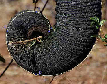 elephant trunk Golden Spiral