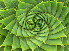 sprial aloe