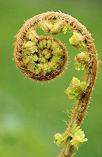 spiral fern