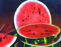 watermelon