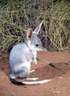 The bilby. Image from: www.users.on.net/ chrisoaten/bilby.html