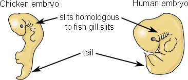 Embryo comparison