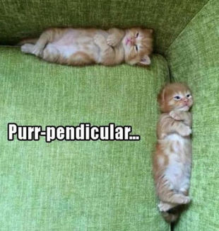 Purr-pendicular