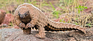 Pangolin