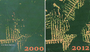 Deforestation of the Amazon