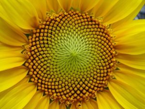 Fibonacci sequence in sunflower seeds