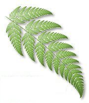 Fractal fern