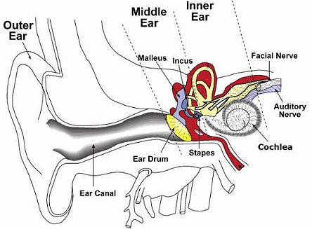Ear diagram showing cochlear