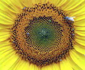 Sunflower showing Fibonacci spirals