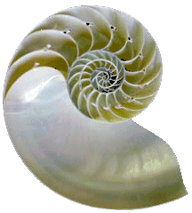 Equiangular spiral - nautilus shell