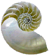 nautilus shell